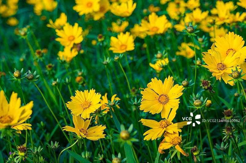 印度尼西亚安巴拉瓦花园里的金鸡菊黄色花朵图片素材