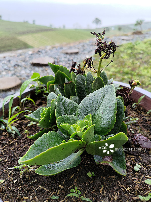 印度尼西亚索洛克丹老甘巴植物冬季景象图片素材