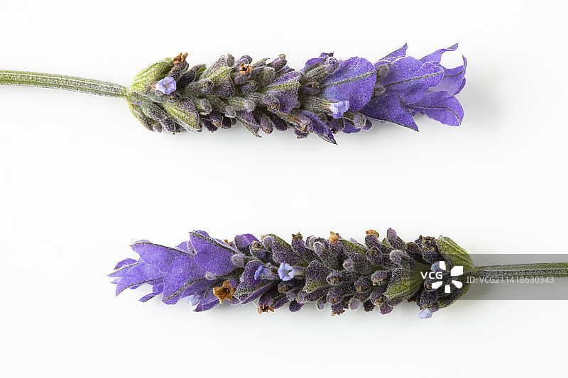 白色背景上的西班牙薰衣草微距照片图片素材