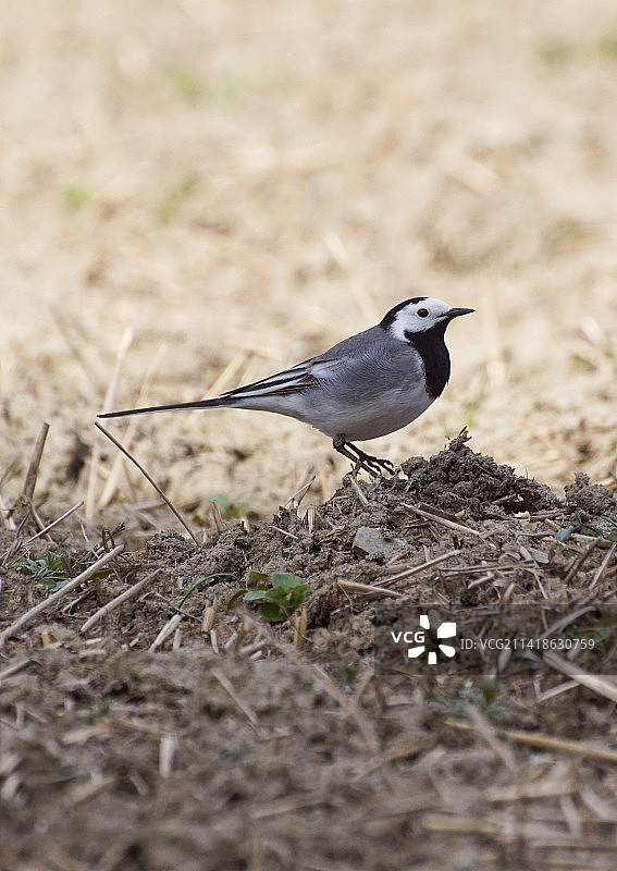 鸟儿栖息在田野上特写图片素材