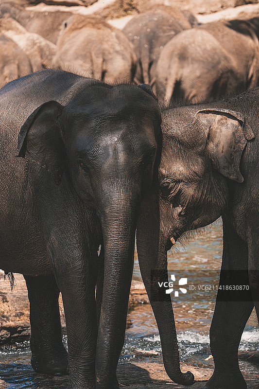 斯里兰卡，两头一起玩耍的大象图片素材