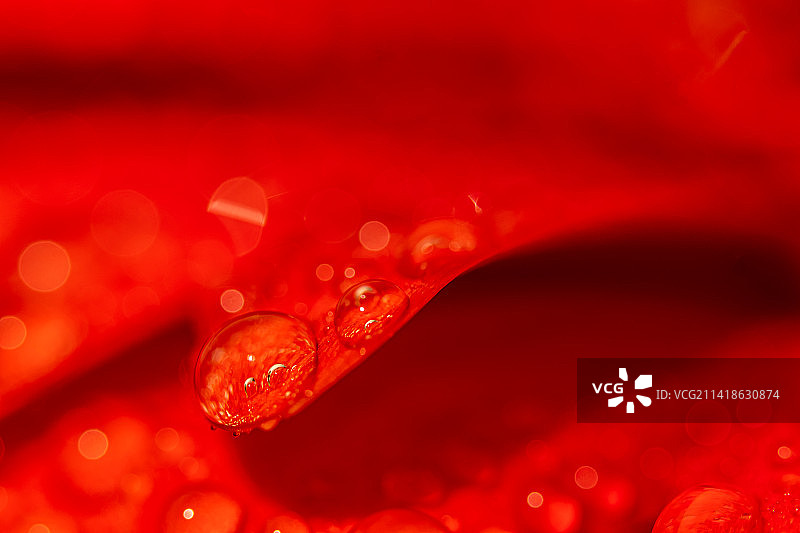 罗马尼亚的湿红花全景照片图片素材