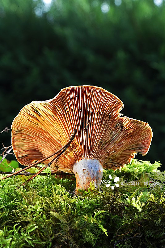 法国田野蘑菇特写图片素材