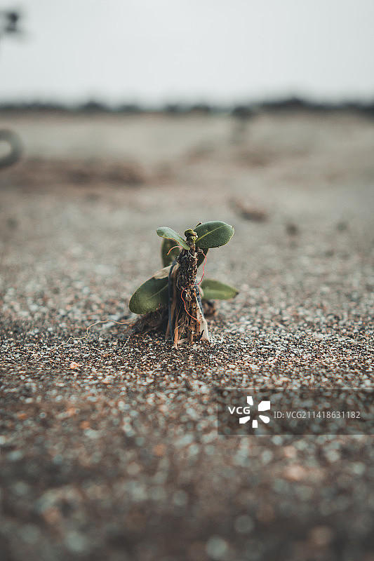 海滩沙滩上的海星特写图片素材