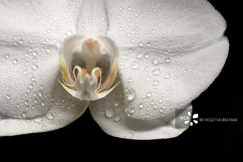 黑色背景下的白色湿玫瑰花特写，比利时图片素材