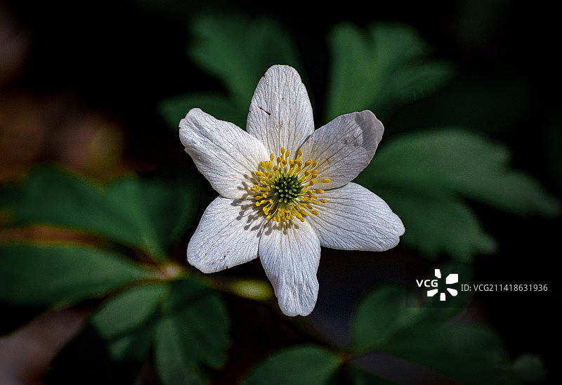 春天白色开花植物特写图片素材