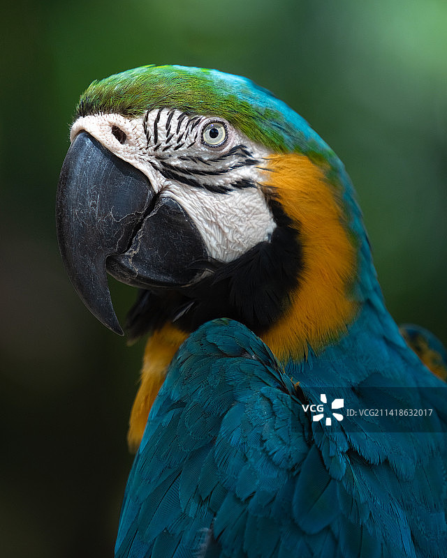 泰国金刚鹦鹉特写图片素材