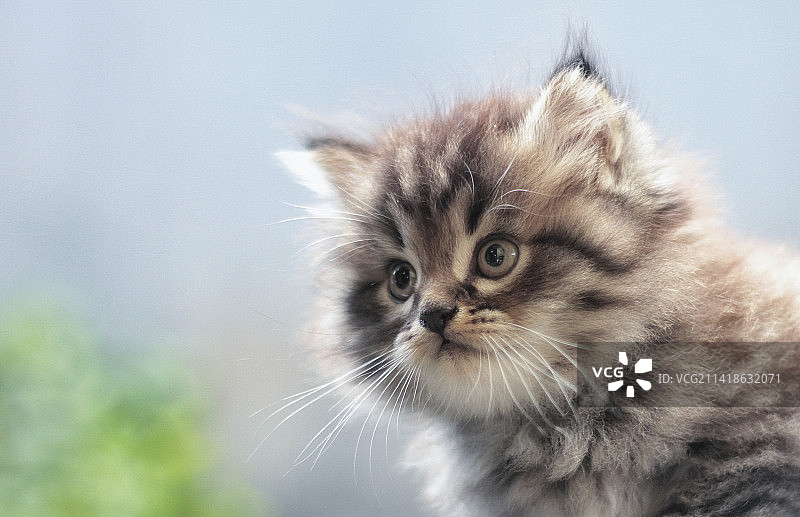 小猫看向远方特写，印度尼西亚帕洛波图片素材