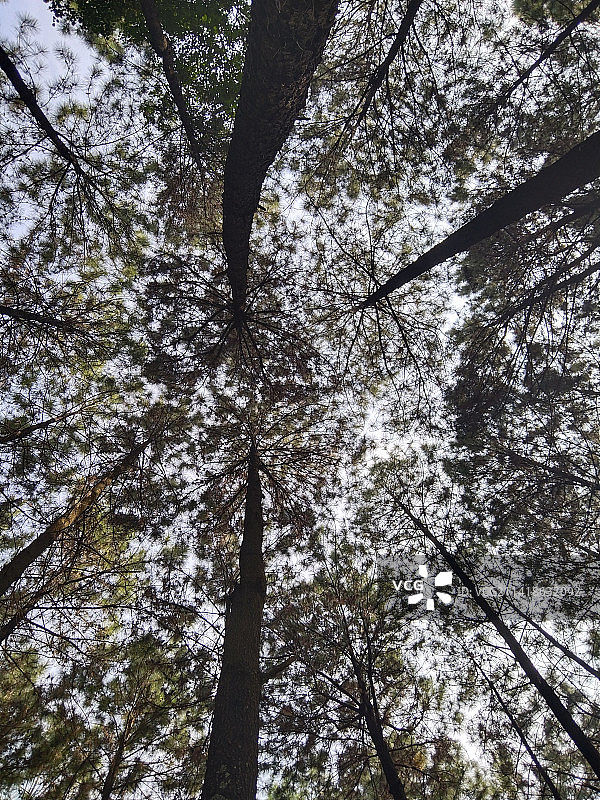 印度尼西亚沃诺萨拉姆森林中的树木仰视图片素材