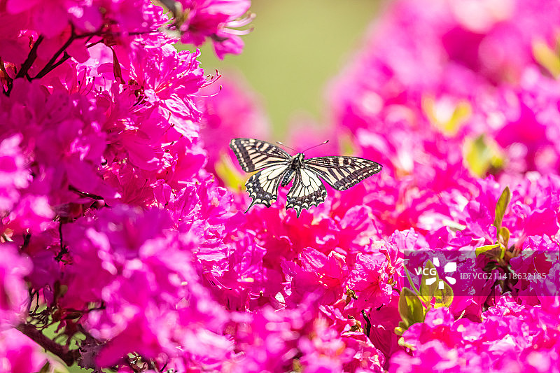 蝴蝶在粉色花朵上采蜜特写，东京，日本图片素材