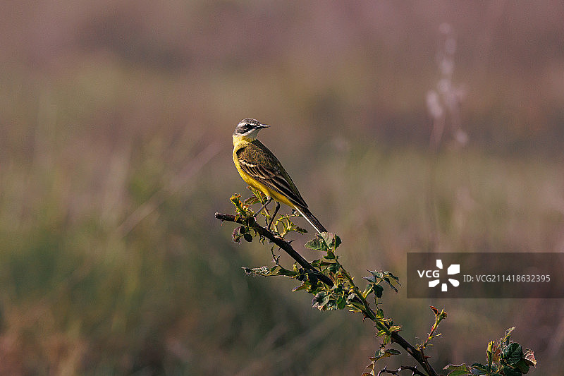 栖息在植物上的黄鹡鸰特写，西班牙图片素材