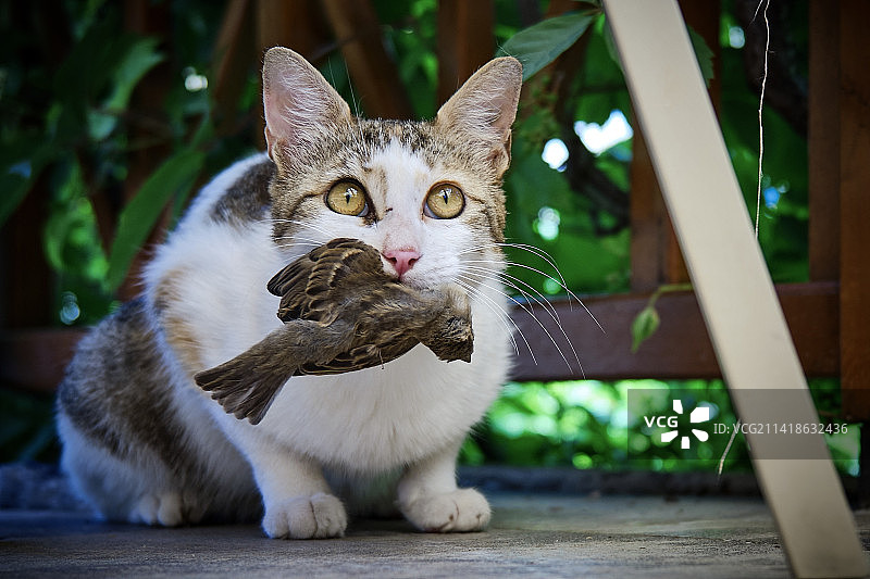猫咪坐在户外，土耳其图片素材