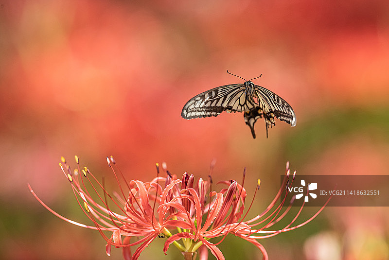 蝴蝶在日本埼玉县幸手市花朵上采蜜特写图片素材