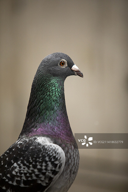 泰国曼谷的雄性信鸽特写图片素材