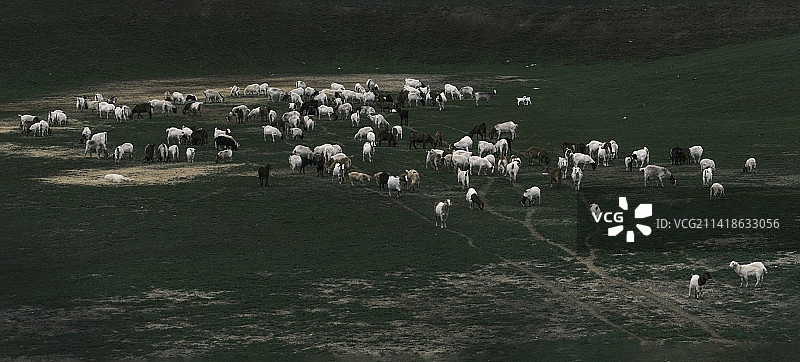 羊群，美国加利福尼亚州科罗纳图片素材