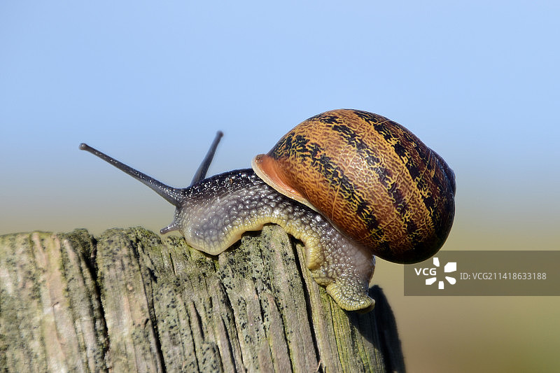 葡萄牙木头上的蜗牛特写图片素材
