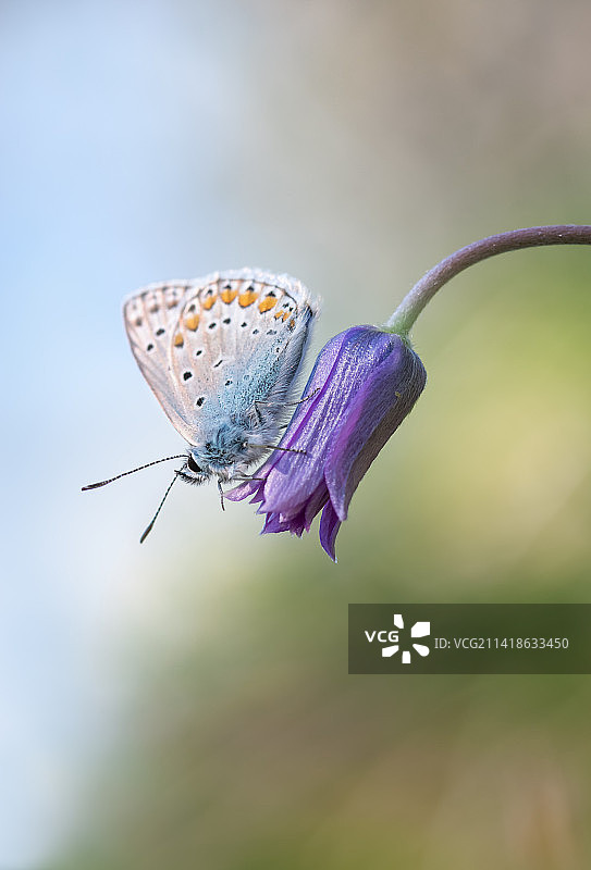 意大利托斯卡纳：蝴蝶在紫色花朵上采蜜特写图片素材