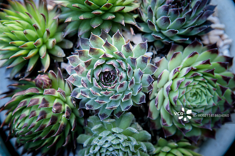 种植盆中多肉植物的俯视图，拍摄于泰国曼谷图片素材