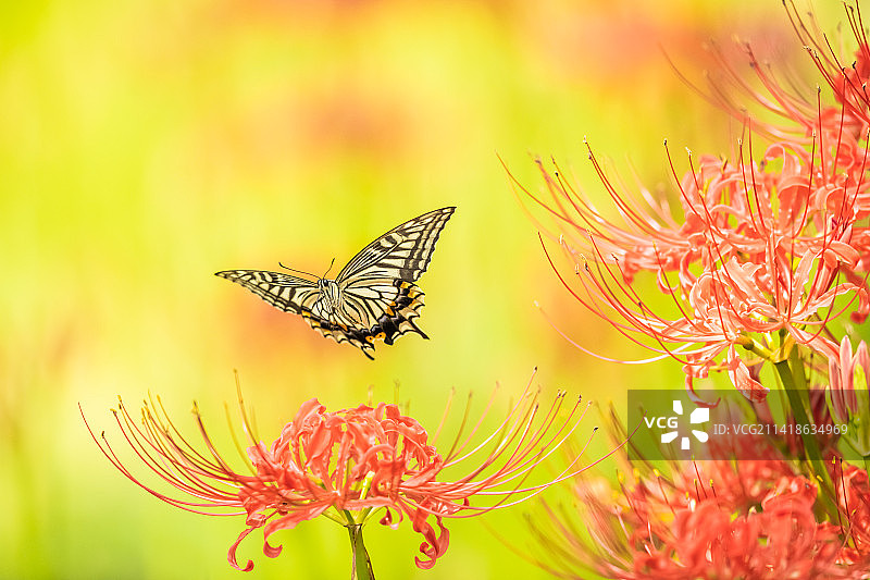 蝴蝶在印度尼西亚莱莫花朵上采蜜特写图片素材