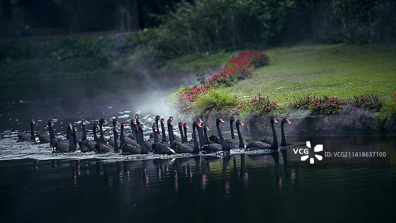黑天鹅之夏图片素材