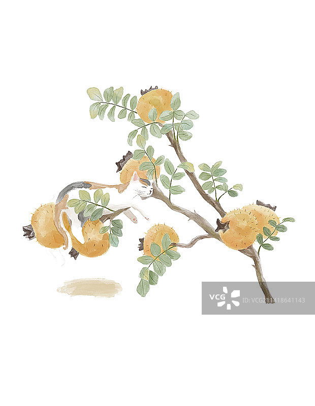 防水彩插画-刺梨猫咪图片素材