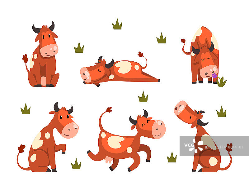 在农场里吃草的有趣棕色斑点奶牛图片素材