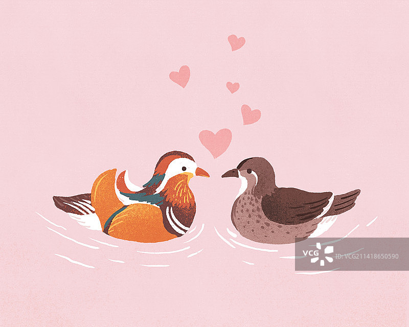 一对鸳鸯在湖里游情人节插画图片素材