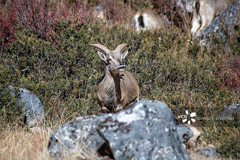 川西山羊图片素材
