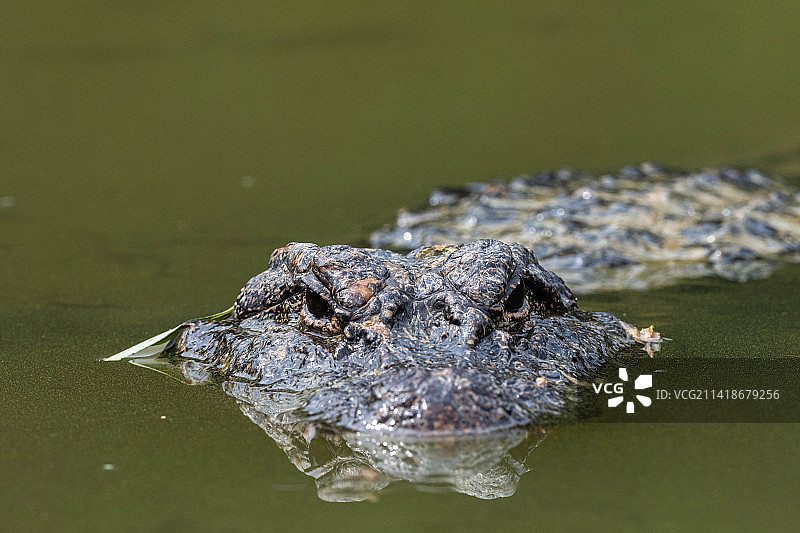扬子鳄图片素材