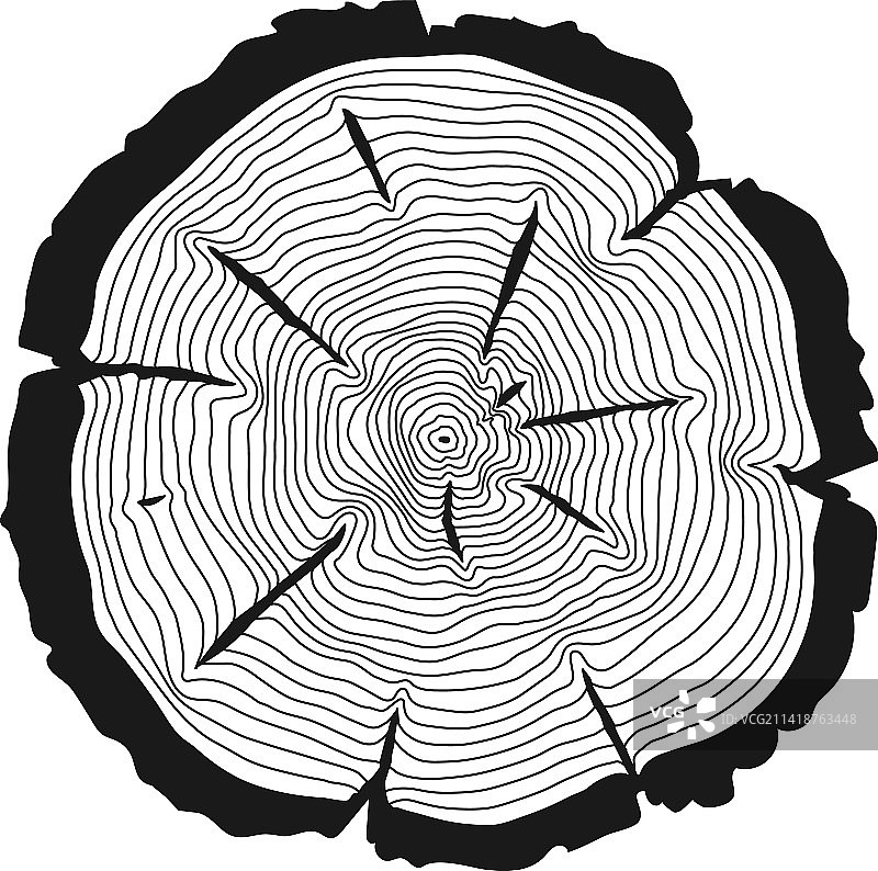 具有同心树木年轮的树干切面图片素材