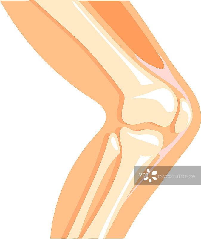 人体膝盖卡通解剖腿骨图标图片素材