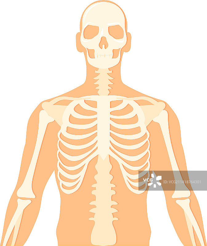 上半身人体结构人类骨骼解剖图片素材
