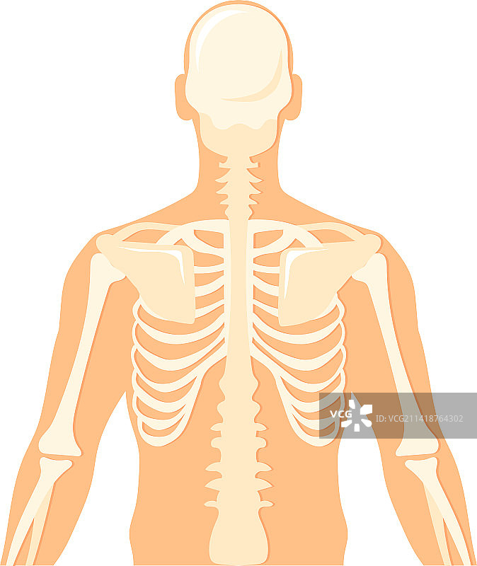 人体上半身骨骼背面视图图片素材