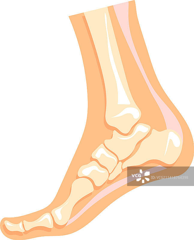足部骨骼结构人体腿部解剖图片素材