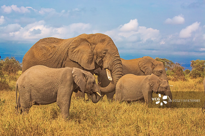 太平有象，幸福无疆（大象贺新春）图片素材