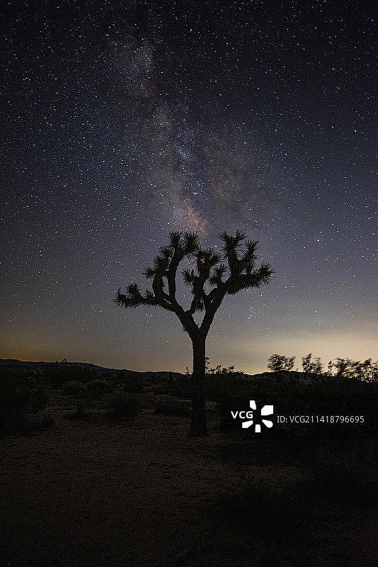 美国加利福尼亚约书亚树公园夜空下的树剪影图片素材