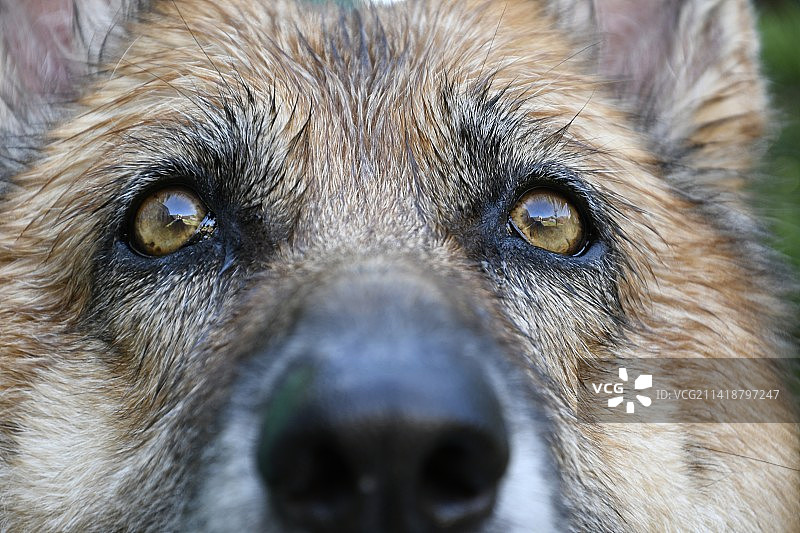 西班牙布尔戈斯的狗的特写肖像图片素材