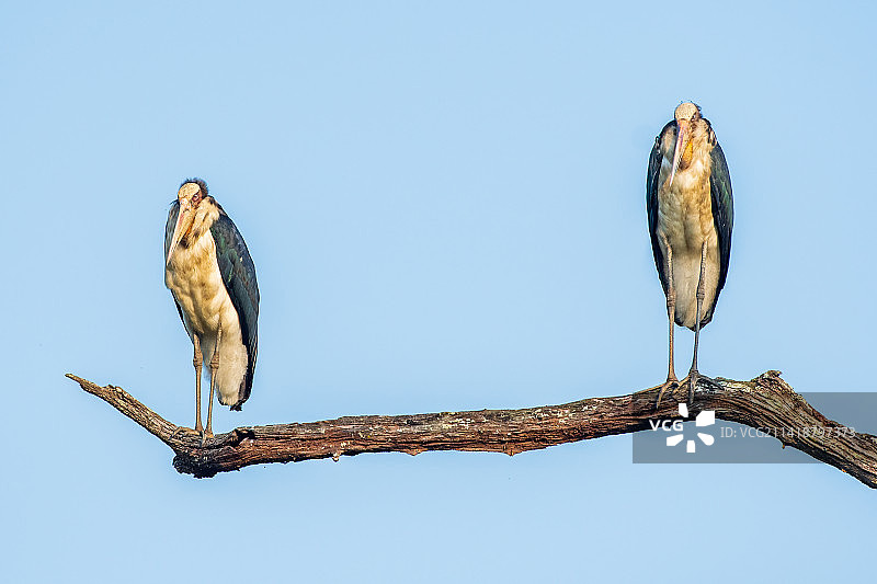 阿萨姆邦，印度卡齐兰加国家公园，蓝天下树枝上栖息的鸟的低角度视图图片素材