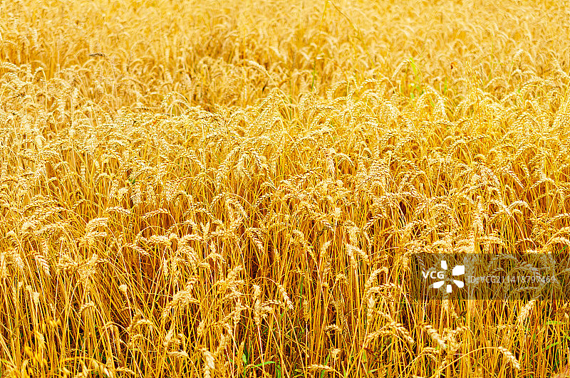 麦田全画幅照片，美国图片素材