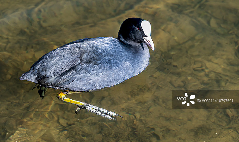 土耳其波伊拉兹拉尔湖中骨顶鸡高角度视图图片素材