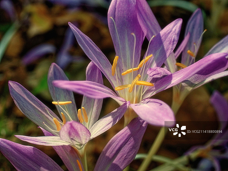 紫色番红花特写，德国图片素材