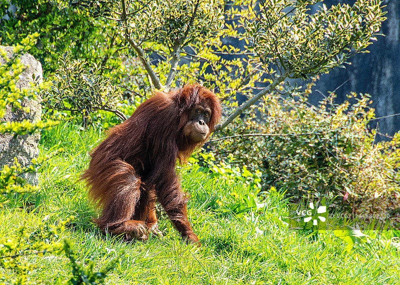 猴子坐在树上的侧视图，印度尼西亚图片素材