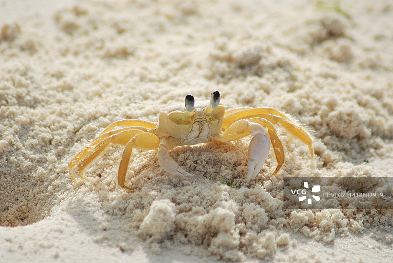 印度尼西亚海滩沙滩上螃蟹特写图片素材
