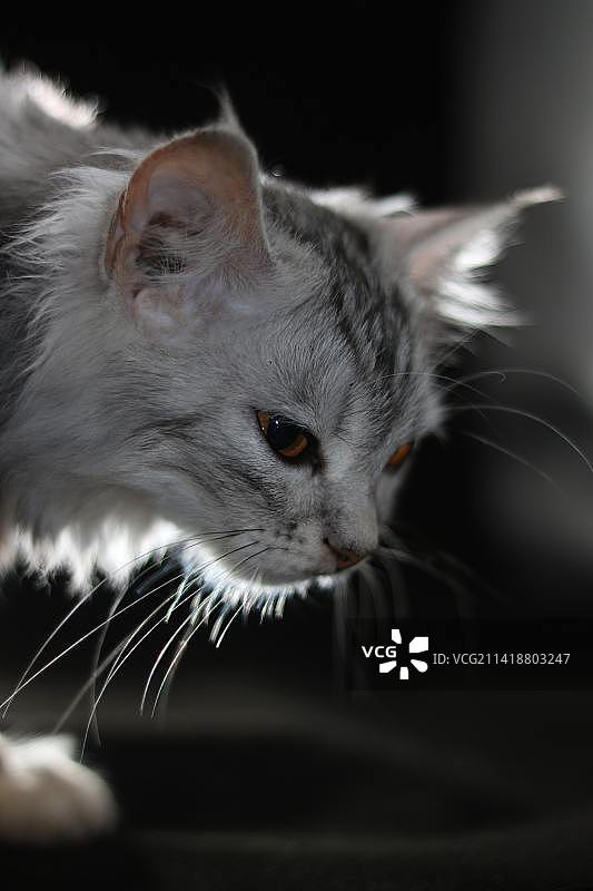 印度尼西亚的猫特写图片素材