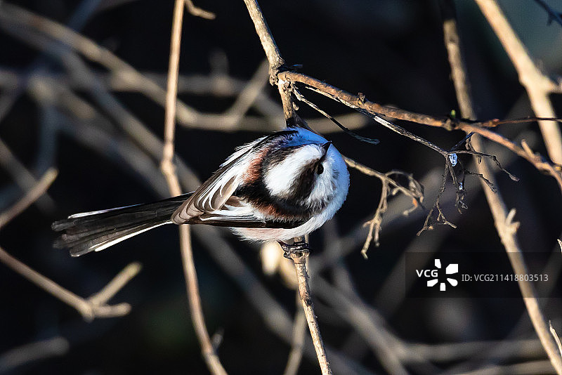 瑞士迪蒂孔，栖息在植物上的山雀特写图片素材