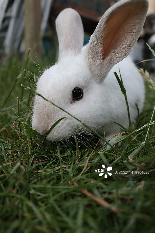 英国的草地上的野兔特写图片素材
