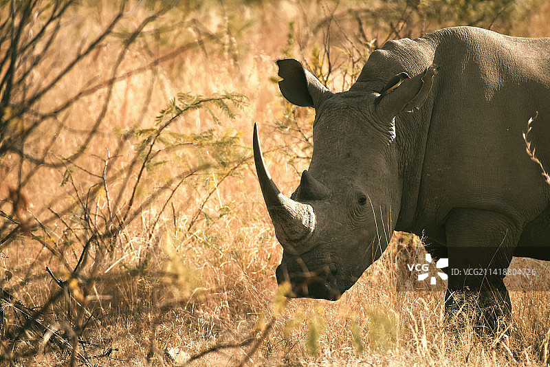南非皮拉内斯堡国家公园，白犀牛侧面站立图片素材