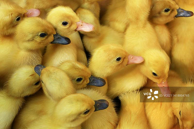 印度尼西亚小鸭子特写图片素材