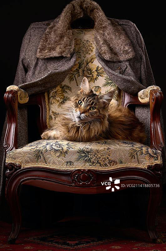 在印度尼西亚黑色背景椅子上坐着的猫咪肖像图片素材