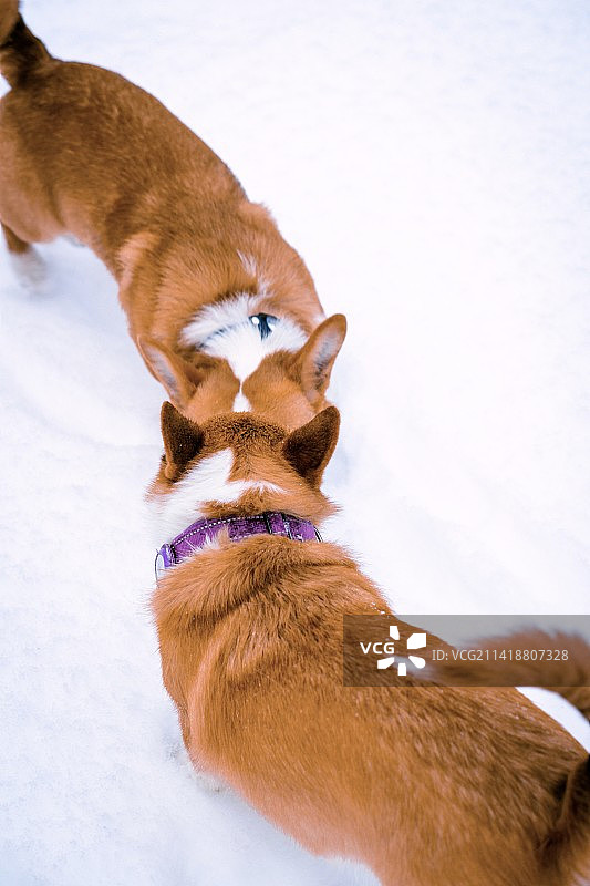 两只狗在雪地里玩耍图片素材